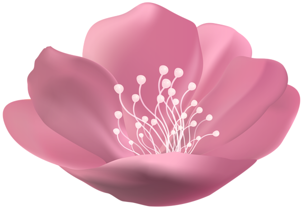 This png image - Pink Beautiful Flower PNG Transparent Clipart, is available for free download