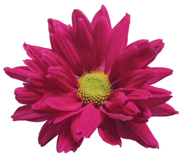 This png image - Pink Chrysanthemum Flower Transparent Clip Art Image, is available for free download
