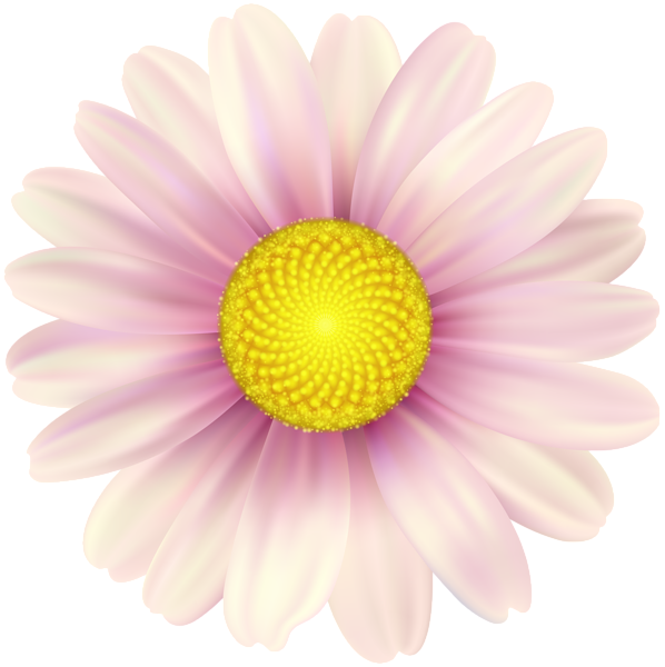 This png image - Pink Daisy Clip Art Image, is available for free download