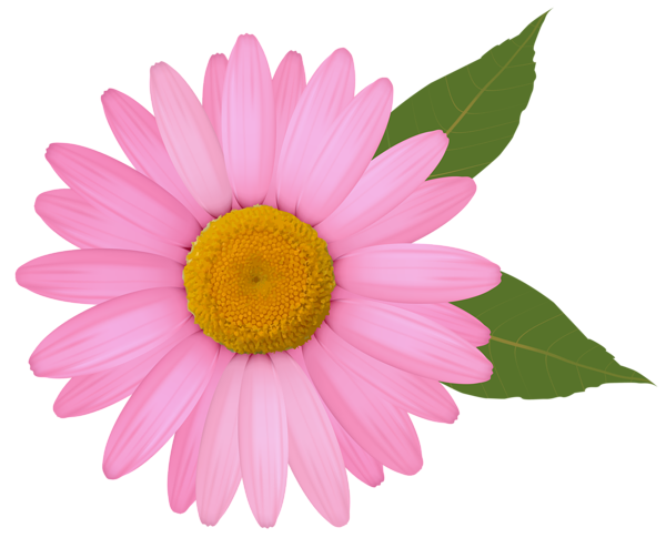 This png image - Pink Daisy PNG Clipart Image, is available for free download