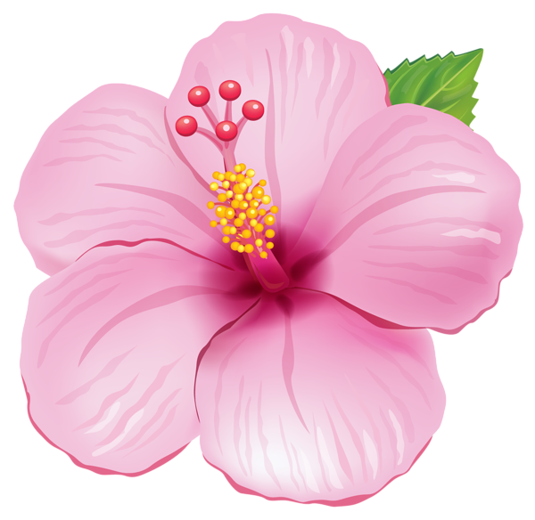 This png image - Pink Exotic Flower PNG Clipart Picture, is available for free download
