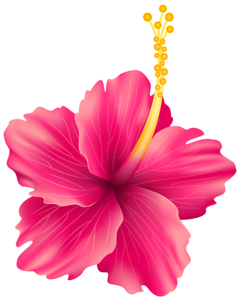 This png image - Pink Exotic Flower PNG Transparent Clip Art Image, is available for free download