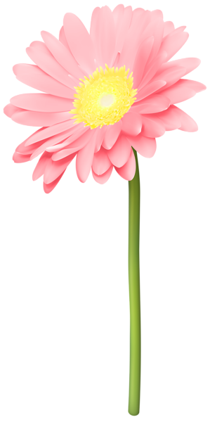 This png image - Pink Gerber Daisy PNG Transparent Clipart, is available for free download