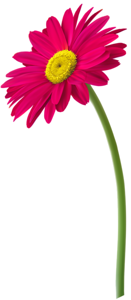 This png image - Pink Gerbera Flower PNG Clip Art Image, is available for free download
