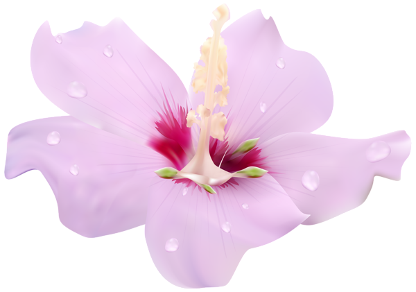 This png image - Pink Hibiscus Flower Transparent Clip Art PNG Image, is available for free download