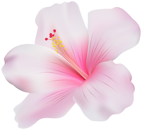 This png image - Pink Hibiscus Transparent PNG Clip Art, is available for free download