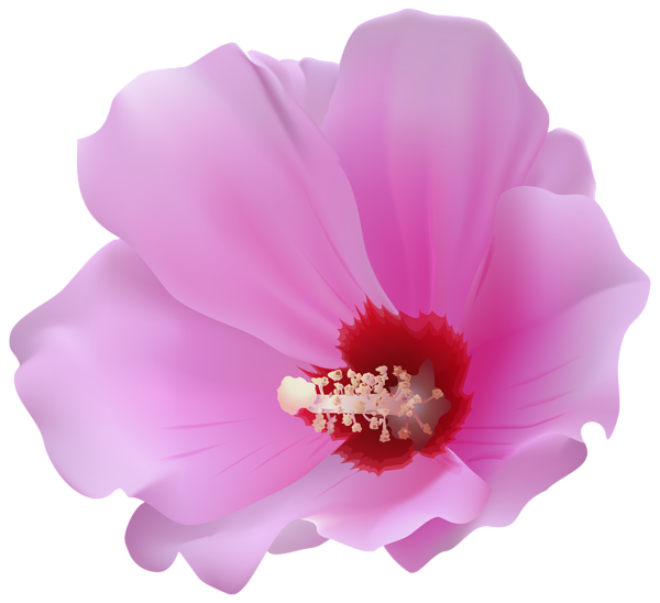This png image - Pink Hibiscus Transparent PNG Clip Art Image, is available for free download