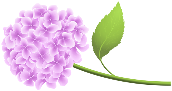 This png image - Pink Hortensia PNG Clip Art, is available for free download