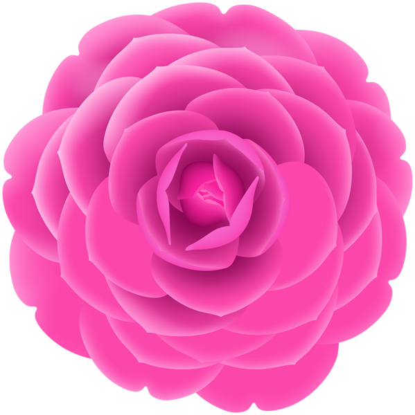 This png image - Pink Japanese Camellia PNG Clipart, is available for free download
