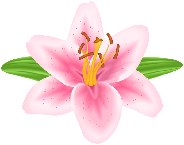 This png image - Pink Lilium Flower PNG Transparent Clipart, is available for free download