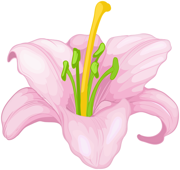This png image - Pink Lilium Flower Transparent Clipart, is available for free download