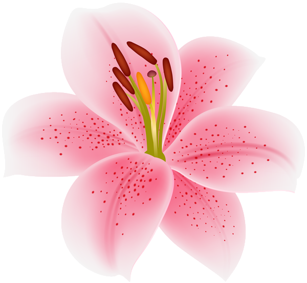 This png image - Pink Lilium Flower Transparent Image, is available for free download