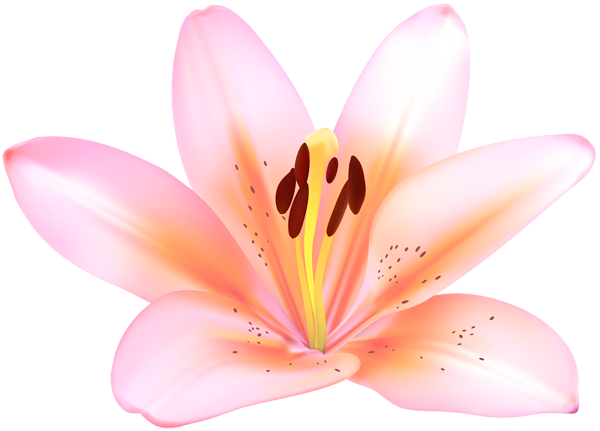 This png image - Pink Lilium Flower Transparent Image, is available for free download