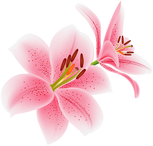 This png image - Pink Lilium Flowers Transparent PNG Image, is available for free download
