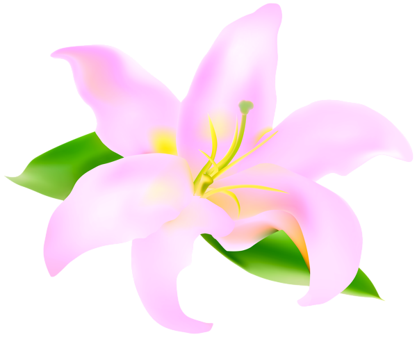 This png image - Pink Lilium Large PNG Transparent Clipart, is available for free download