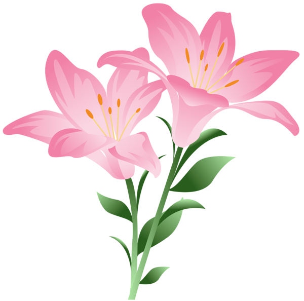 This png image - Pink Lilium PNG Clipart Picture, is available for free download
