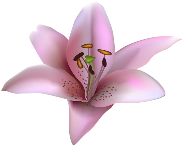 This png image - Pink Lilium Transparent PNG Clip Art Image, is available for free download