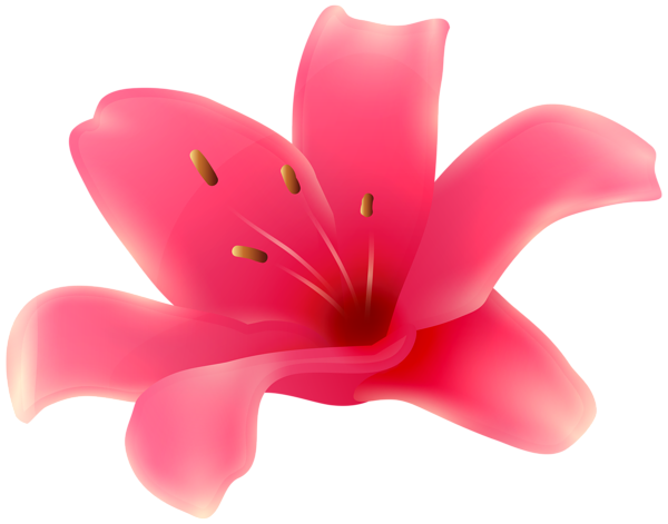 Pink Lily Flower PNG Transparent Clipart | Gallery Yopriceville - High ...