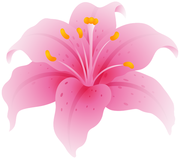 This png image - Pink Lily Flower PNG Transparent Clipart, is available for free download