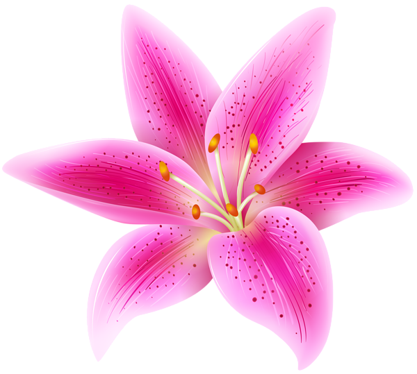 This png image - Pink Lily Flower Transparent PNG Clip Art Image, is available for free download