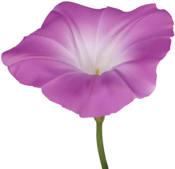 This png image - Pink Morning Glory Flower PNG Clip Art Image, is available for free download