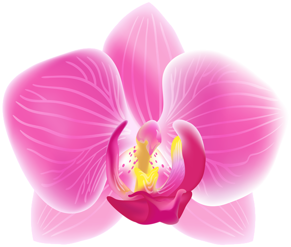 This png image - Pink Moth Orchid Transparent PNG Clip Art Image, is available for free download