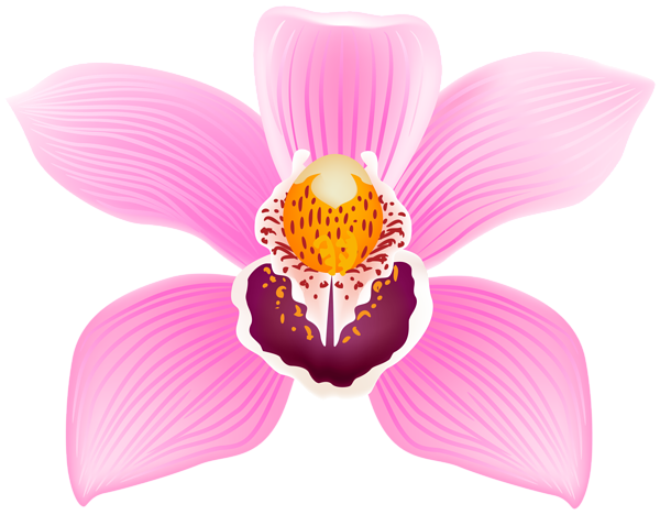 This png image - Pink Orchid Flower Beautiful PNG Clipart, is available for free download