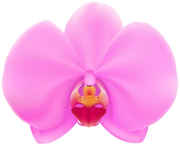 This png image - Pink Orchid PNG Clip Art, is available for free download