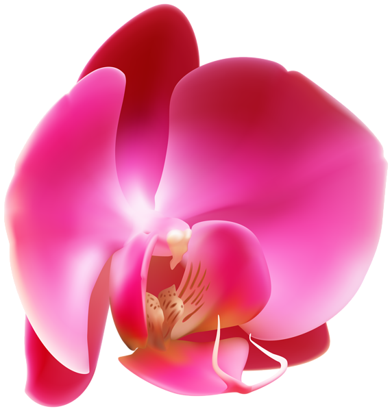 This png image - Pink Orchid PNG Clip Art Image, is available for free download