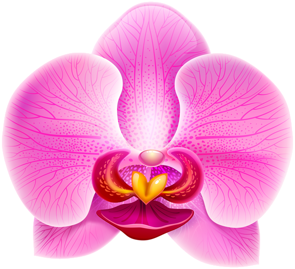 Pink Orchid PNG Clip Art Image | Gallery Yopriceville - High-Quality ...