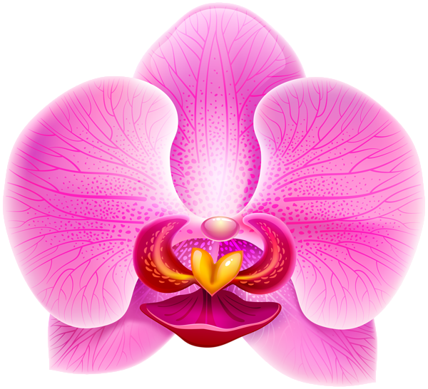 This png image - Pink Orchid PNG Clip Art Image, is available for free download