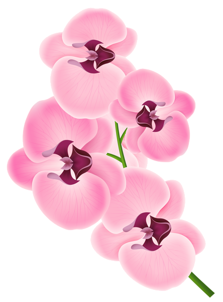 This png image - Pink Orchid PNG Clipart Image, is available for free download