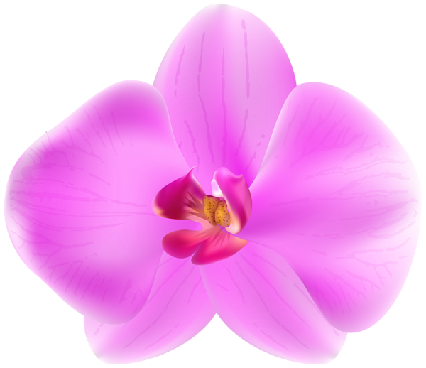 This png image - Pink Orchid PNG Transparent Clipart, is available for free download