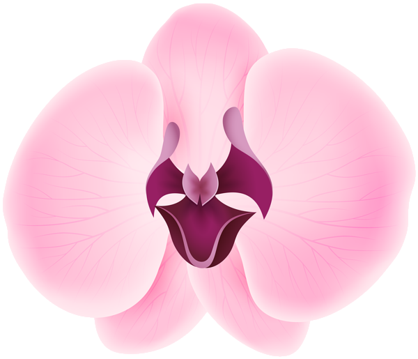 This png image - Pink Orchid Transparent Clip Art, is available for free download