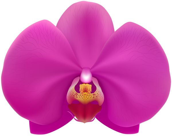 This png image - Pink Orchid Transparent PNG Clip Art Image, is available for free download