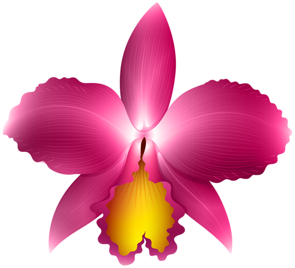This png image - Pink Orchid Transparent PNG Clip Art Image, is available for free download