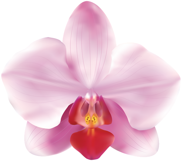 This png image - Pink Orchids PNG Clip Art Image, is available for free download