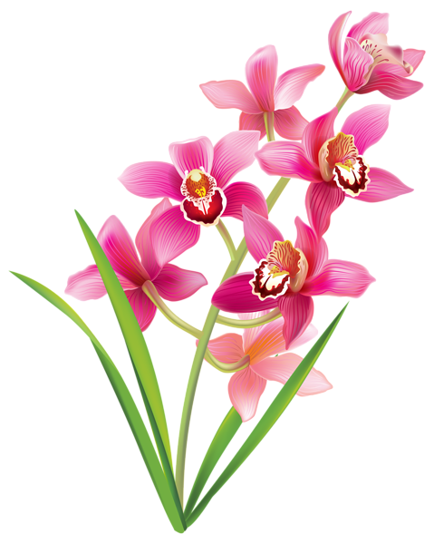 This png image - Pink Orchids PNG Clipart Image, is available for free download