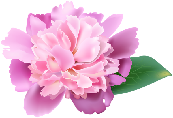 This png image - Pink Peony PNG Clip Art Image, is available for free download