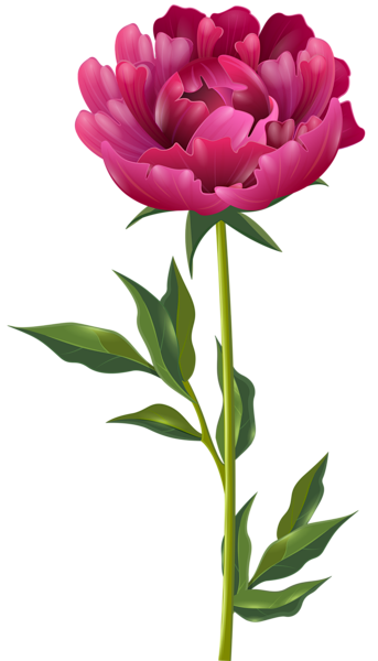 This png image - Pink Peony PNG Clip Art Image, is available for free download