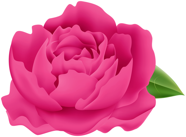 This png image - Pink Peony PNG Clipart, is available for free download