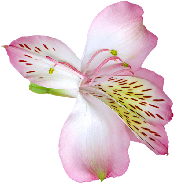 This png image - Pink Transparent Lily Flower PNG Clipart, is available for free download