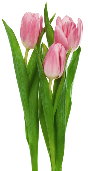 This png image - Pink Transparent Tulips Flowers Clipart, is available for free download