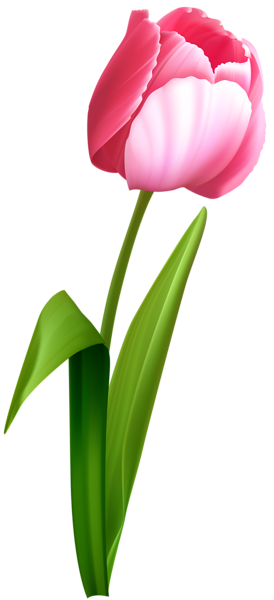 Pink Tulip Clip Art Image | Gallery Yopriceville - High-Quality Free ...