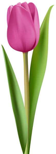 This png image - Pink Tulip Clip Art Image, is available for free download