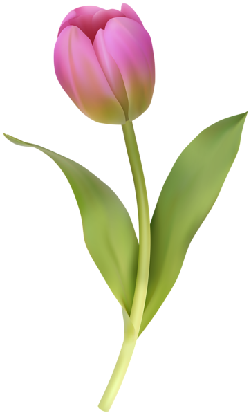 This png image - Pink Tulip Clipart Image, is available for free download