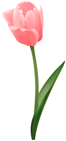 This png image - Pink Tulip Flower Transparent Image, is available for free download
