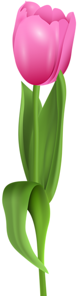 This png image - Pink Tulip PNG Clip Art Image, is available for free download