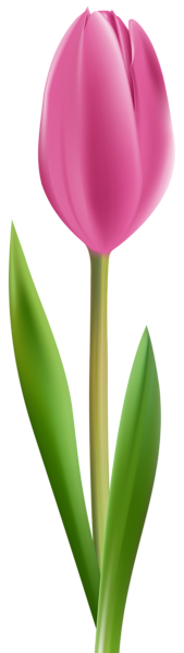 Pink Tulip Transparent Clip Art Image