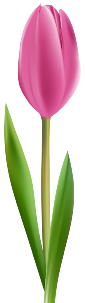 This png image - Pink Tulip Transparent Clip Art Image, is available for free download